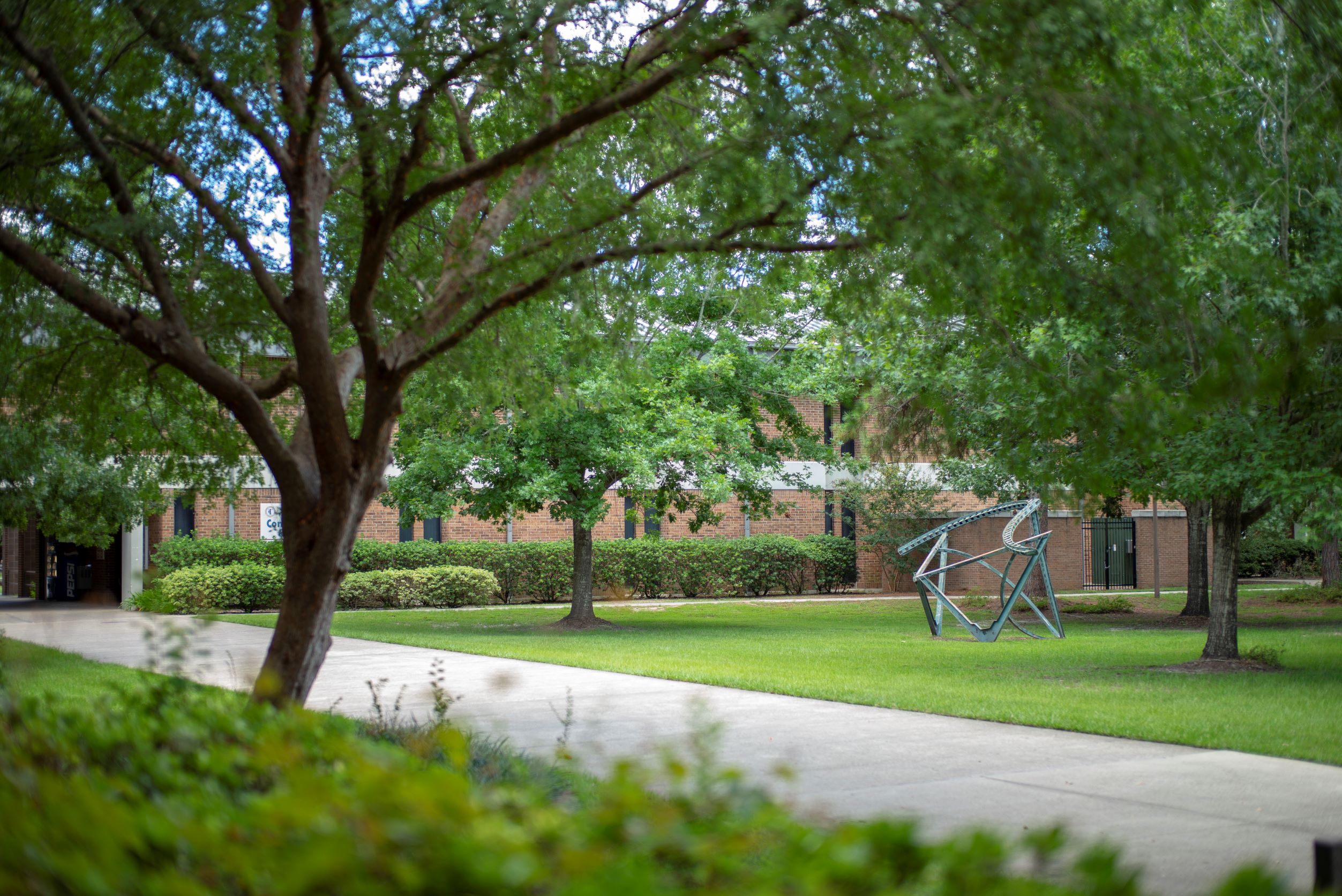 Tree lined walkway on campus