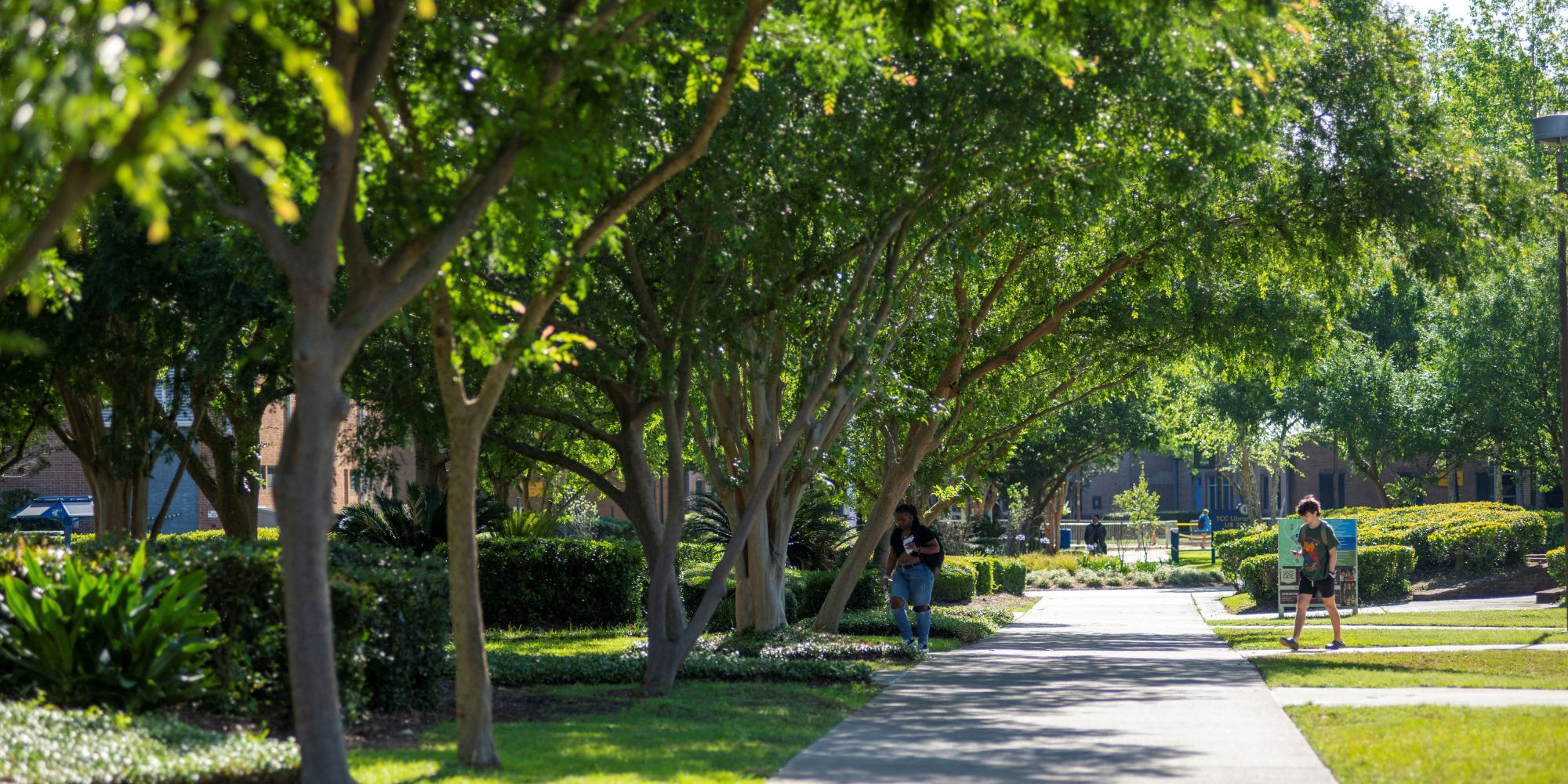 Students walking under trees on campus